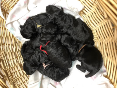 Kerry Blue Puppies